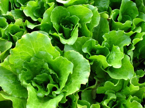 Aude: trois tonnes de cannabis retrouvés dans une cargaison de salade