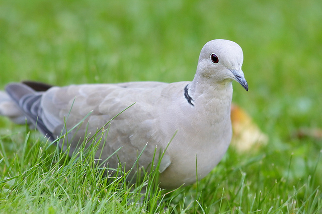EN IMAGES - Moselle: saisie de dizaines d'oiseaux rares et protégés dans une volière clandestine