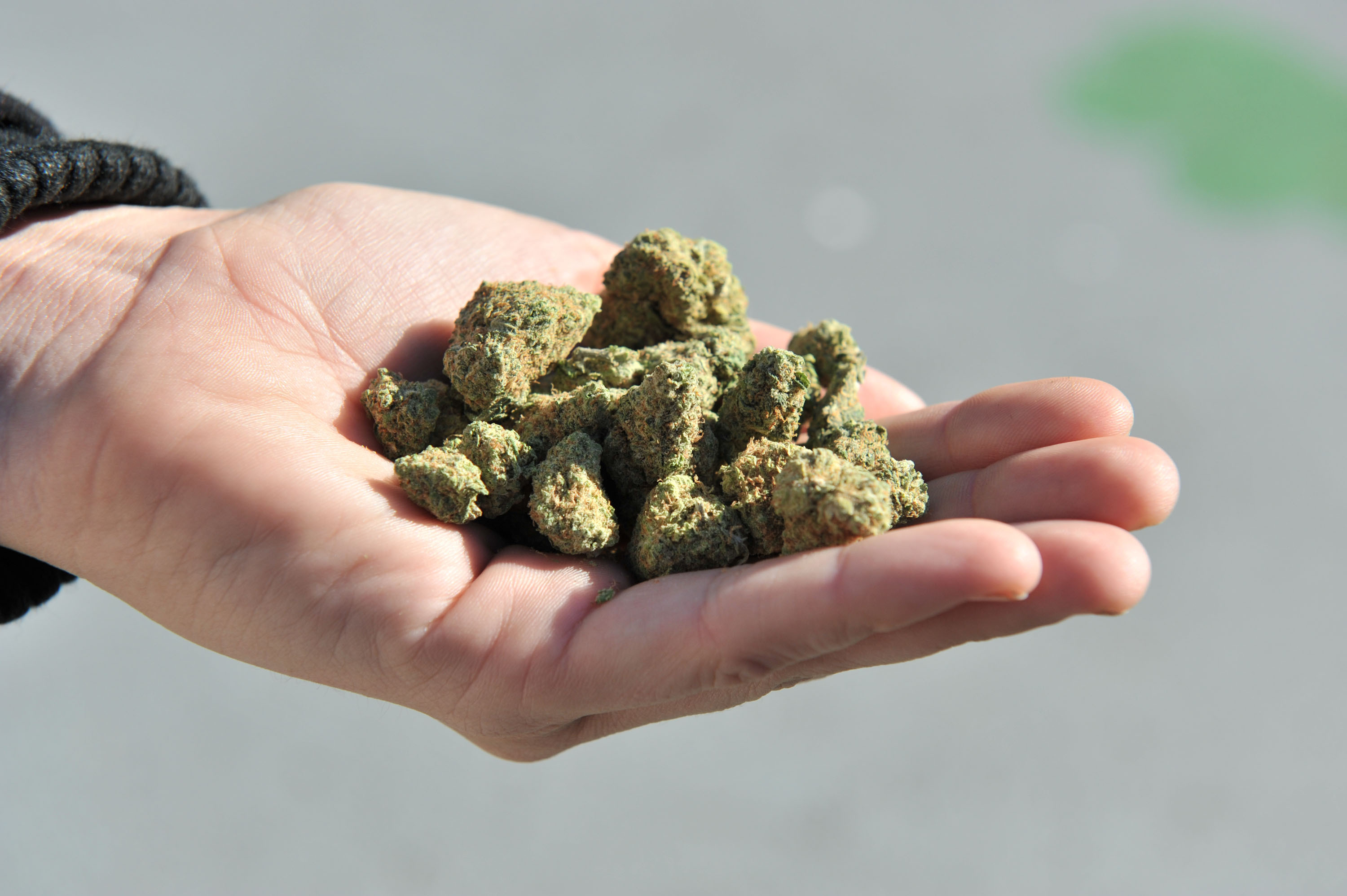 cannabis