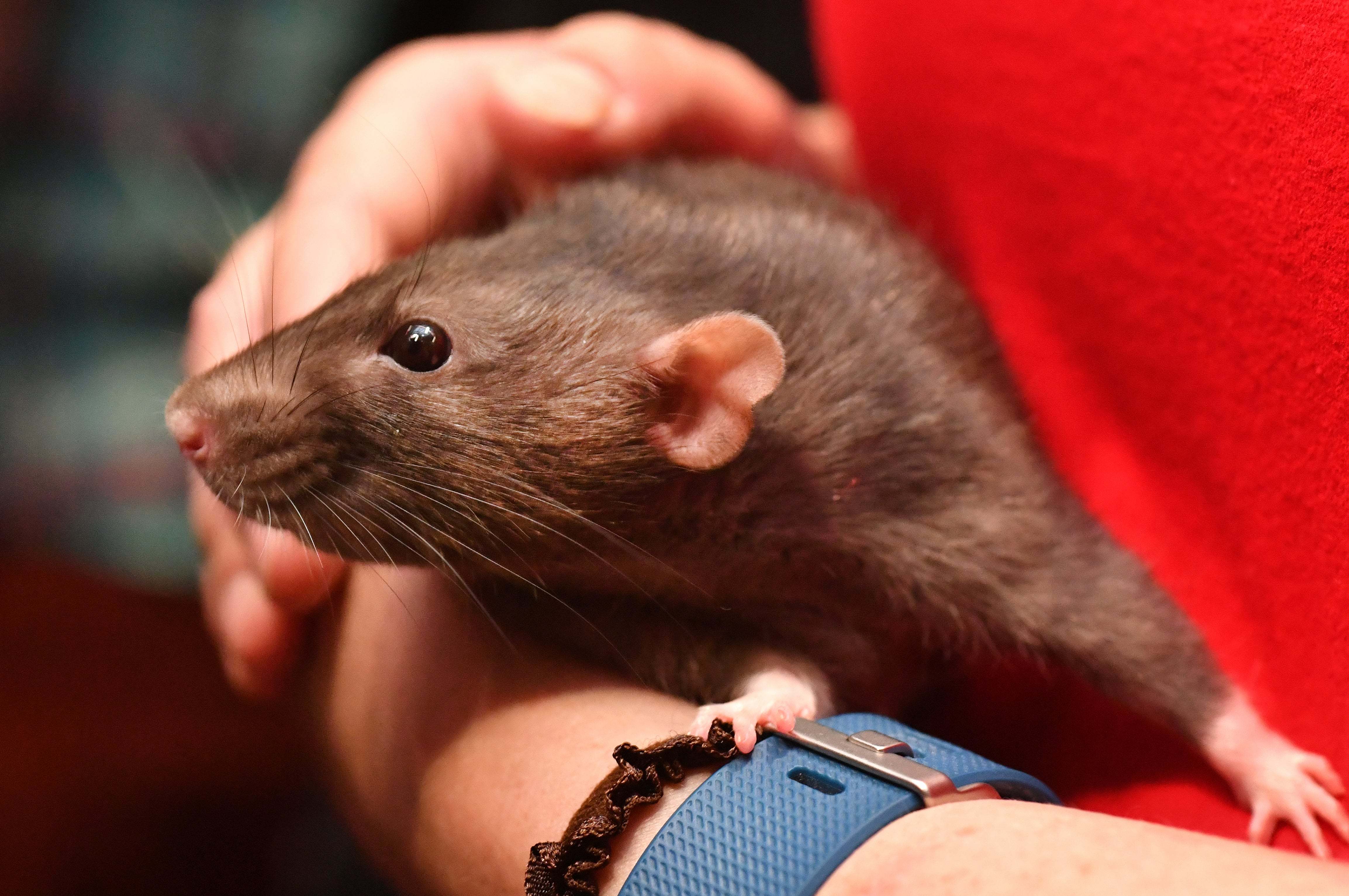 Un rat