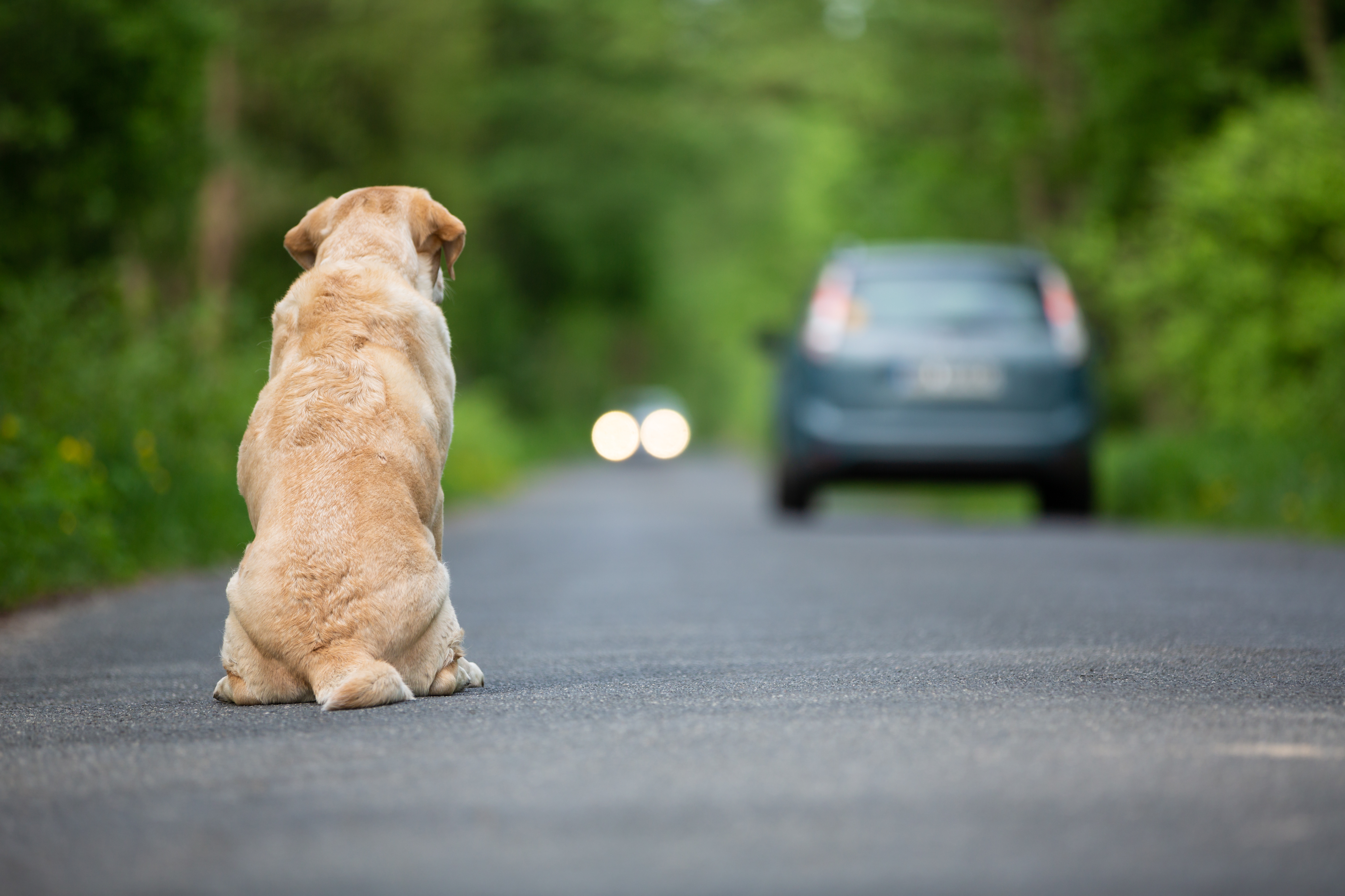 La France championne d'Europe... d'abandon d'animaux SFR