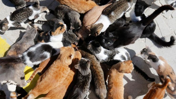 Les chats retournés à létat sauvage sont présents sur près de 99,8% du territoire australien (Photo dillustration des chats au monastère de Tala,