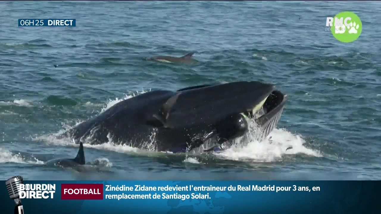 Une baleine avale un plongeur et le recrache vivant