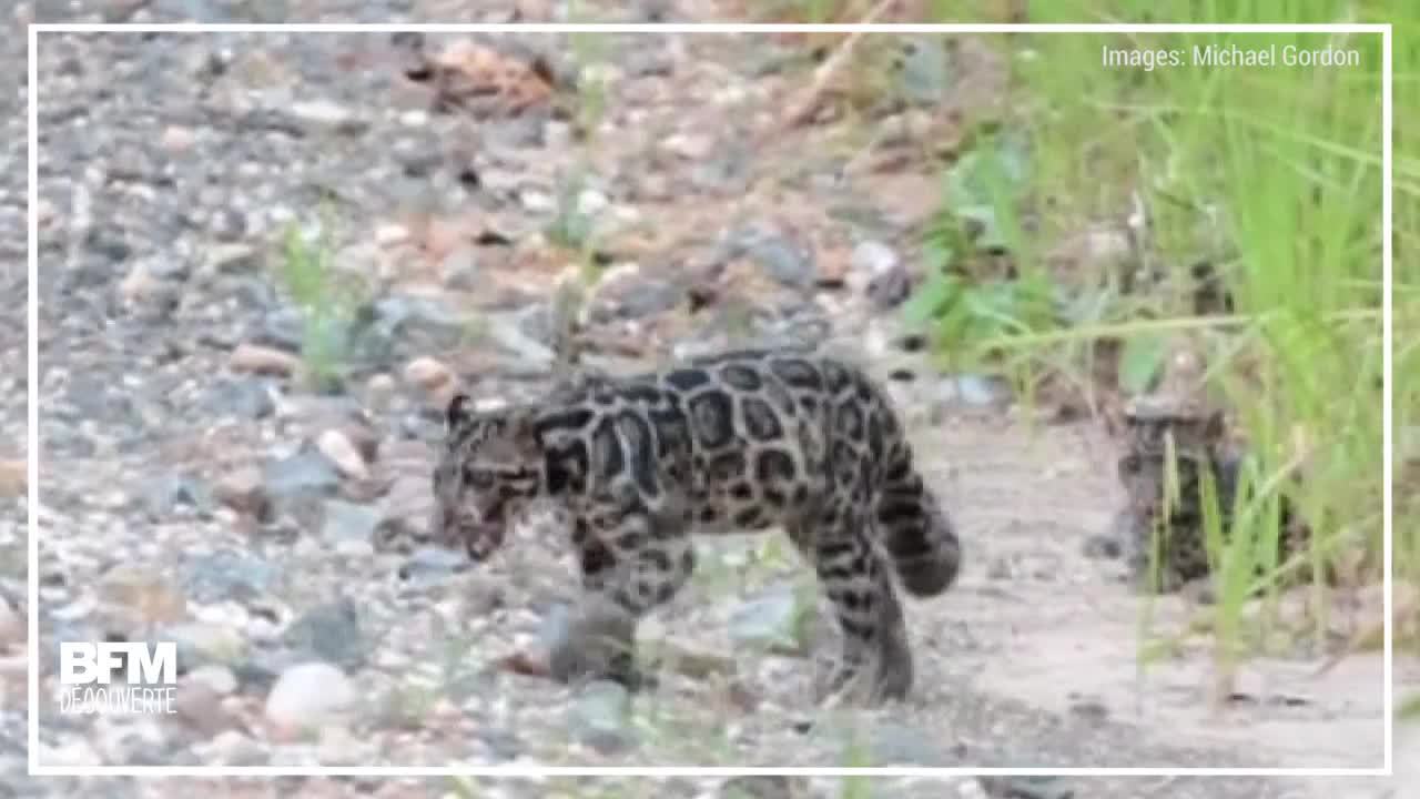 EN VIDEO - Regardez ces magnifiques léopards tachetés de Bornéo