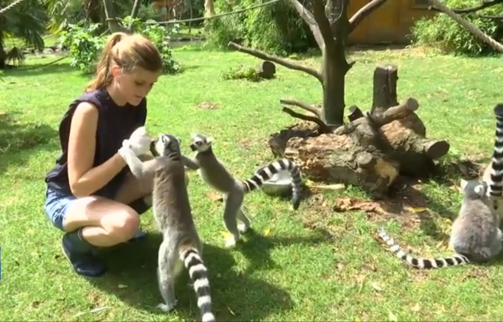 Soigneur Dun Jour Zoo De Beauval EN VIDÉO - Devenir soigneur d'un jour au zoo de Beauval - SFR News