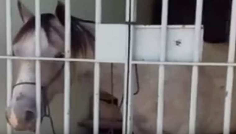 EN VIDEO - Brésil: un cheval se retrouve en prison