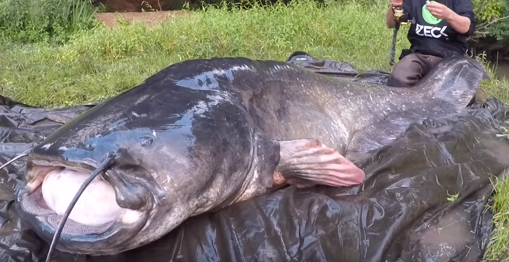 EN VIDEO - Tarn: il pêche un silure long de 2,74m et bat un record du monde!