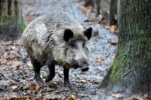Peste porcine: création d'une