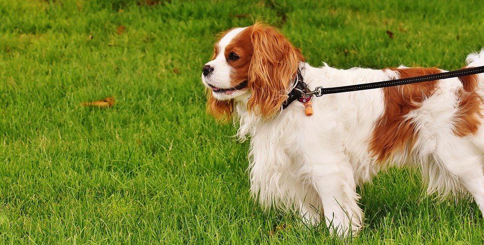 Nancy: un septuagénaire retrouvé en partie défiguré par son chien