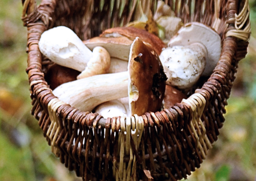 Un panier de cèpes ramassés en octobre 2012 à Clairmarais, dans le Pas-de-Calais. - Philippe Huguen - AFP