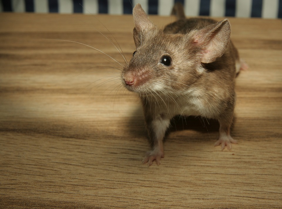 Ils découvrent un cadavre de souris dans leurs haricots surgelés — Marseille