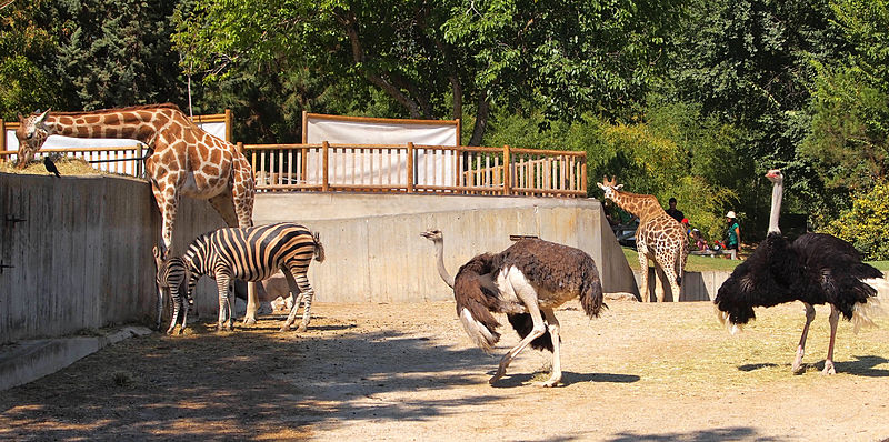 Un Zoo Anglais O 486 Animaux Sont Morts En 5 Ans Perd Sa Licence 